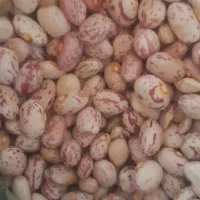 لوبیا چیتی