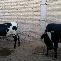گاو