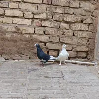 کفتر پلنگ سفید و جفت پلاکی|پرنده|زرند, |دیوار