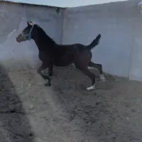 کره مادیان کرد