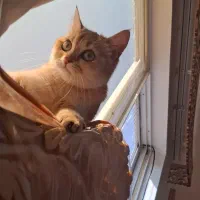 گربه بریتیش گلد گم شده|حیوانات|گرگان, |دیوار