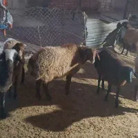 گوسفند میش شیشک