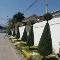 هرس انواع کاجها،لاوسون بصورت حرفه ای چمستان
