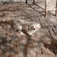 سگ پاکوتا|سگ|اراک, |دیوار