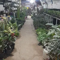 گل وگلدان|گل و گیاه طبیعی|مشهد, رده|دیوار