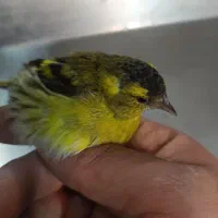 سهره سبز نرو ماده