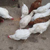 بوقلمون طبیعی و ارگانیک|حیوانات مزرعه|چهاردانگه (آذربایجان), |دیوار