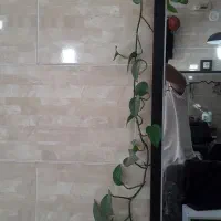 پتوس|گل و گیاه طبیعی|قم, دروازه چوبی|دیوار