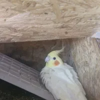 عروس هلندی مولد