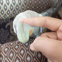 عروس هلندی|پرنده|اشتهارد, |دیوار