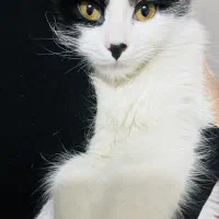 واگذاری گربه