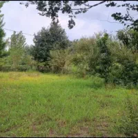 زمین مسکونی 700 متری شفت|فروش زمین و ملک کلنگی|رشت, لاکانی|دیوار