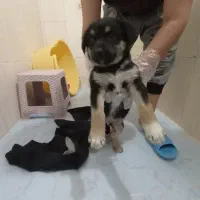 فروش فوری توله سگ دوبرمن|سگ|تهران, تجریش|دیوار