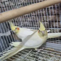 فروش یه جفت عروس هلندی