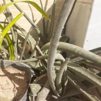 الوئه ورا|گل و گیاه طبیعی|پیر بکران, |دیوار