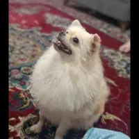 سیم کارت همراه اول۰۹۱۱۳۱۶۲۱۴۷