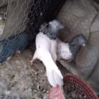 جفت کله الماسی