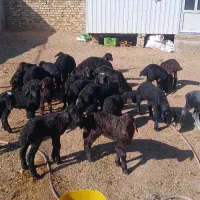 گوسفند شیشک همگی بره دار|حیوانات مزرعه|قزوین, |دیوار