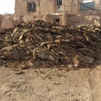 کودگوسفندی