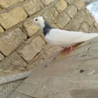 سه عدد طوقی سبز ابی|پرنده|قم, هفت تیر|دیوار
