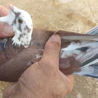 کبوتر نر و ماده جفت