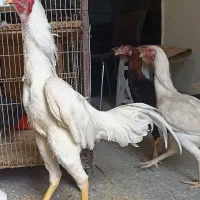 خروس لاری