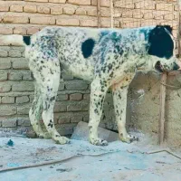 سگ آلابای روسیه|سگ|رضویه, |دیوار