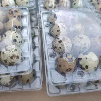 تخم نطفه دار و خوراکی بلدرچین|حیوانات مزرعه|مشهد, شهید آوینی|دیوار