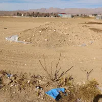 ۵۰تن علوفه چاپر فروشی