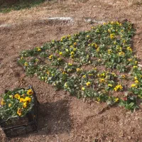 به تعدادی کارگر برای فضای سبز نیازمندیم