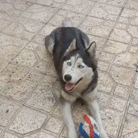 هاسکی با دوتا توله|سگ|گلبهار, شهر جدید گلبهار|دیوار