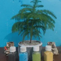 باغبانی در منزل شما با مواد هلندی