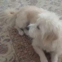 سگ آپارتمانی|سگ|فولادشهر, مسکن مهر فولادشهر|دیوار