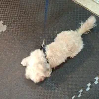 سگ شیتزو|سگ|تبریز, |دیوار