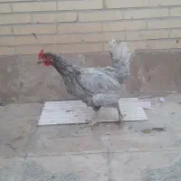 مرغ تخمگذار