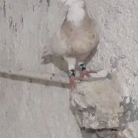 کبوتر‌طوقی|پرنده|یزد, |دیوار
