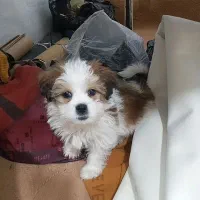 توله سه ماهه شیتزو