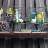 مرغ عشق مولد