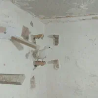 3عددکفتر|پرنده|زرند, |دیوار