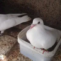 کبوترجفت