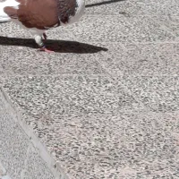 معاوضه با پلاکی