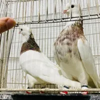 چند جفت کبوتر طوقی سینه ای کله الماسی دم سفید|پرنده|اصفهان, تخت فولاد|دیوار