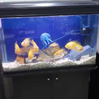 آکواریوم با ۸ تا ماهی