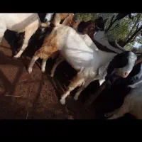 چپشت گلابی معاوضه با گوشی