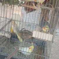 عروس‌هلندی