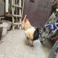 مرغ و خروس|حیوانات مزرعه|بهارستان, |دیوار