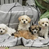 توله سگ جیبی هاوانیز پودل