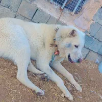 سگ گله نگهبانی|سگ|اشنویه, |دیوار