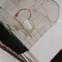 قفس عروس هلندی با وسایل