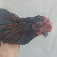 خروس وجوجه گلین
